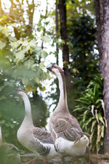 Long necked goose near tall tree.