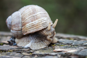 Grape snail closeup in the garden