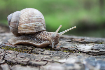Grape snail closeup in the garden