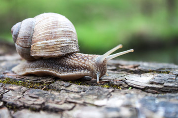 Grape snail closeup in the garden