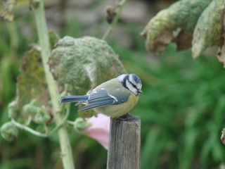 mésange