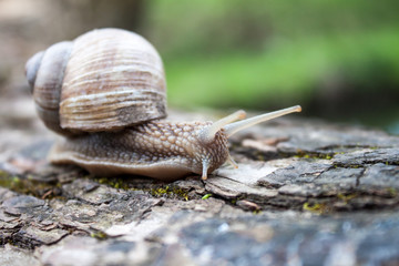 Grape snail closeup in the garden