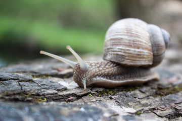 Grape snail closeup in the garden