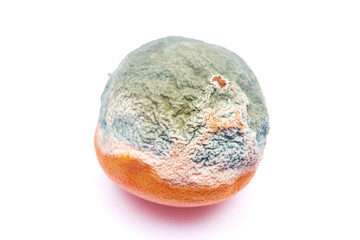 Fototapeta premium moldy orange isolated on a white background