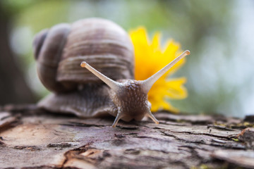 Grape snail and yellow flower