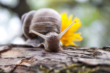 Grape snail and yellow flower