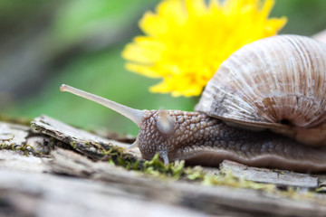 Grape snail and yellow flower