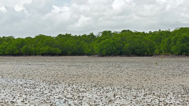 Mida Creek mangroves pan 02