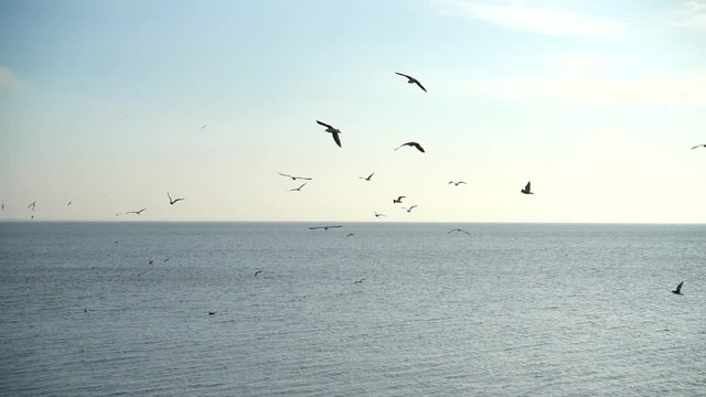 Seagulls over the sea. Slow Motion. 240 fps.