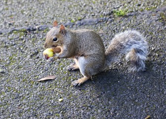 Grey Squirrel (Sciurus carolinensis)