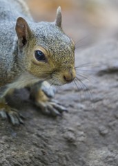Naklejka na ściany i meble Grey Squirrel (Sciurus carolinensis)