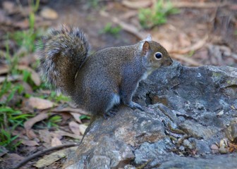 Grey Squirrel (Sciurus carolinensis)
