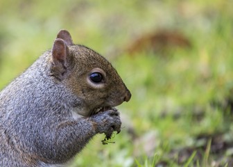 Grey Squirrel (Sciurus carolinensis)
