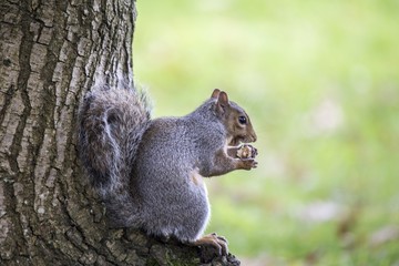 Grey Squirrel (Sciurus carolinensis)