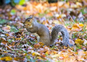 Grey Squirrel (Sciurus carolinensis)