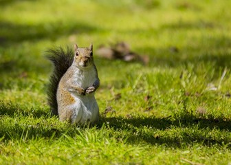 Grey Squirrel (Sciurus carolinensis)