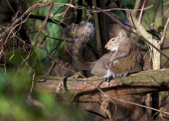 Grey Squirrel (Sciurus carolinensis)