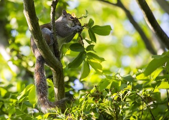 Grey Squirrel (Sciurus carolinensis)