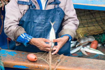 fish market Essaouira morocco catch selling fish shark, swordfish, sardine and hors mackerel, crap...