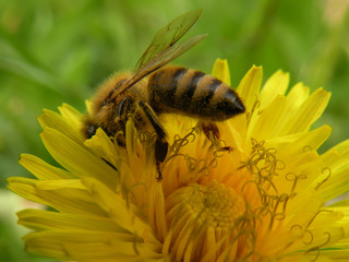 A bee gathering honey. Dandelion flower with a bee. Close-up. The macro. Yellow flower with a bug. Pollen.