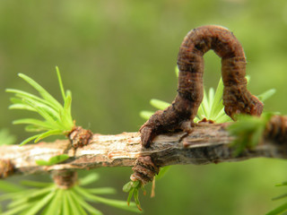 A caterpillar crawling across a branch. Brown animal that mimics the branch