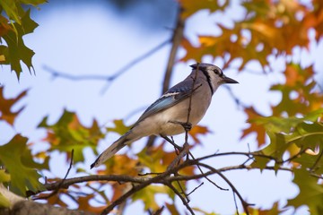 Blue Jay (Cyanocitta cristata cristata)