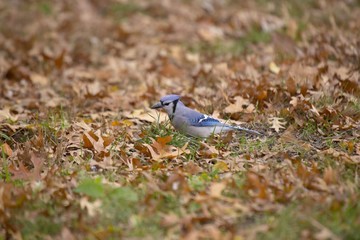 Blue Jay (Cyanocitta cristata cristata)