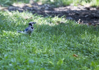 Blue Jay (Cyanocitta cristata cristata)
