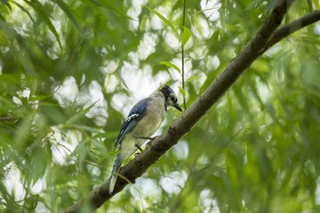 Blue Jay (Cyanocitta cristata cristata)