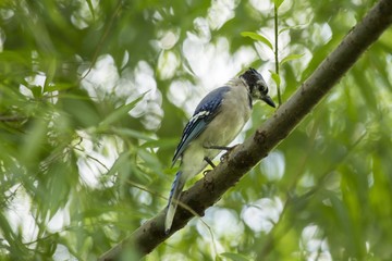 Blue Jay (Cyanocitta cristata cristata)