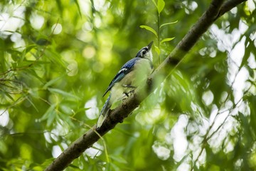 Blue Jay (Cyanocitta cristata cristata)