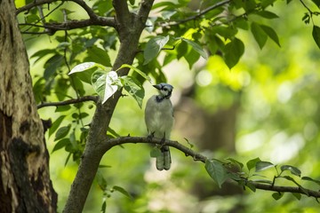 Blue Jay (Cyanocitta cristata cristata)