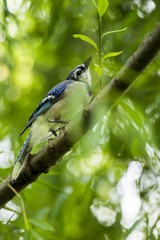 Blue Jay (Cyanocitta cristata cristata)