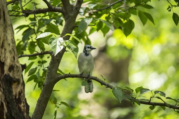 Blue Jay (Cyanocitta cristata cristata)