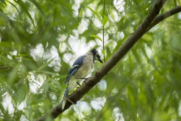 Blue Jay (Cyanocitta cristata cristata)