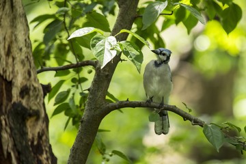 Blue Jay (Cyanocitta cristata cristata)