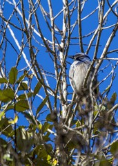California Scrub jay (Aphelocoma californica)