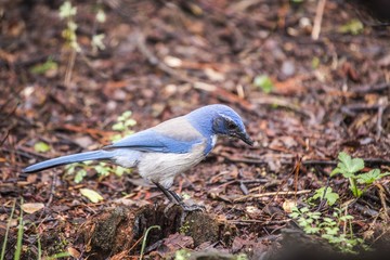 California Scrub jay (Aphelocoma californica)