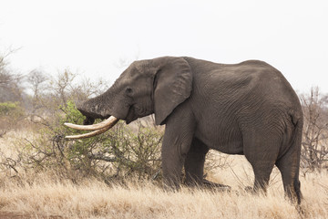 Fototapeta na wymiar Elephant in Kruger Park