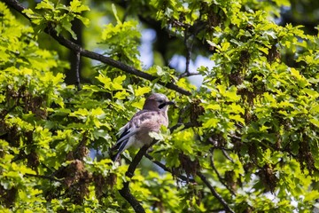 Eurasian Jay (Garrulus glandarius)
