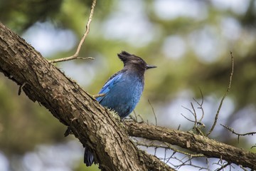 Obraz premium Steller's Jay (Cyanocitta stelleri)