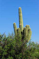 Giant Saguaro in Southern Arizon