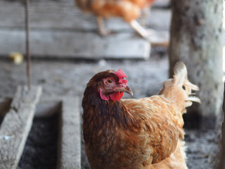 hen in Thai lacal farm