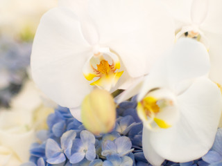 Soft and blur focus of white orchid flower and purple orchid flower of background concept