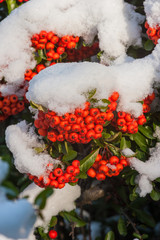 Vogelbeeren im Schnee