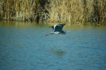 Grey heron flying over a lake.