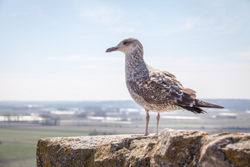 Möwe