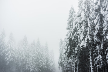 A winter landscape in the Vosges mountains (France) with snowy firs and a foggy atmosphere. December 2017.