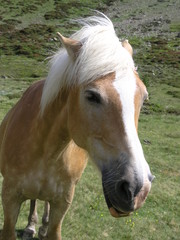 Obraz premium Haflinger (rasa koni)