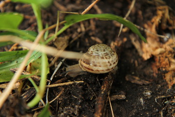 Snail on the ground